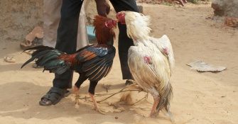 Strategic culture and pragmatic national interest