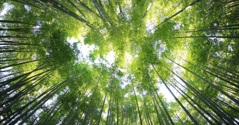 Thoughts on World Environment Day 2020