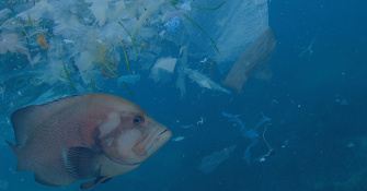 "We each eat a credit card amount of microplastics every week"