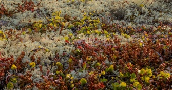 Summary and resolution of the 'Cooperating on  Arctic Biodiversity Challenges' meeting