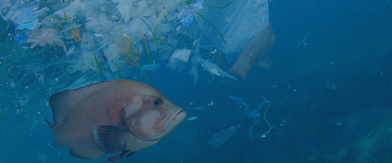 "We each eat a credit card size of microplastics every week"