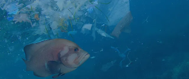 "We each eat a credit card size of microplastics every week"
